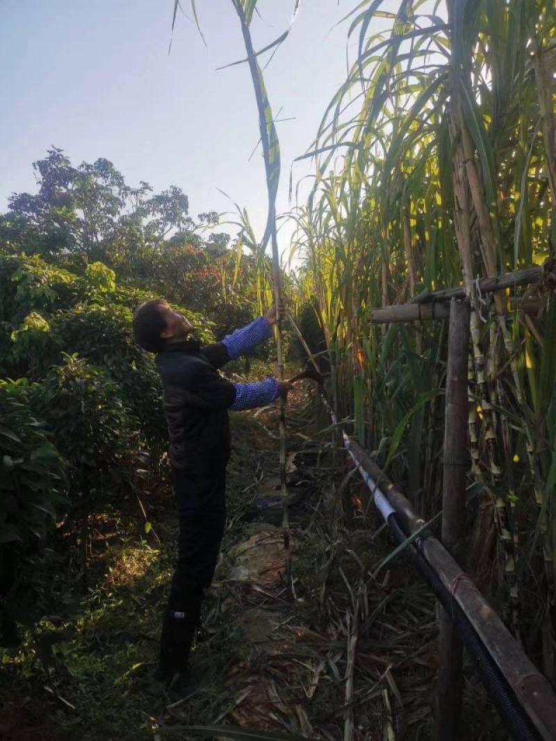 潮汕特色老式竹蔗