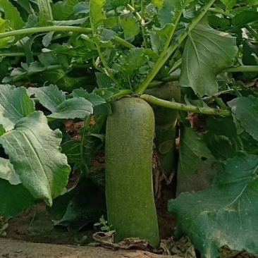 沙窝萝卜