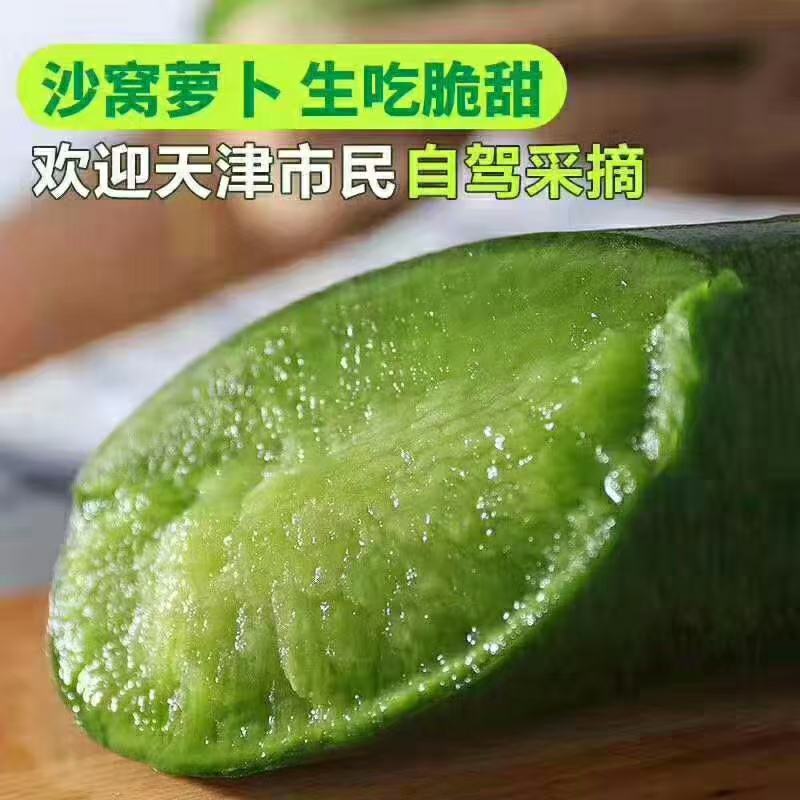 沙窝萝卜