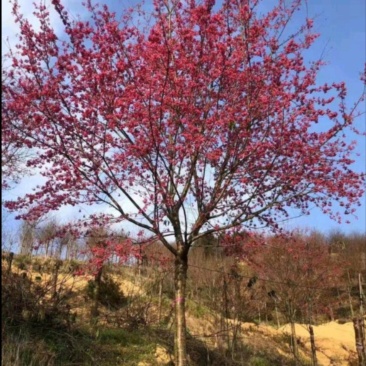 山樱花