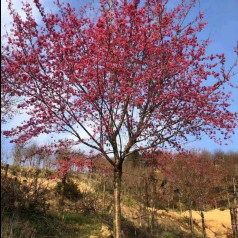 山樱花