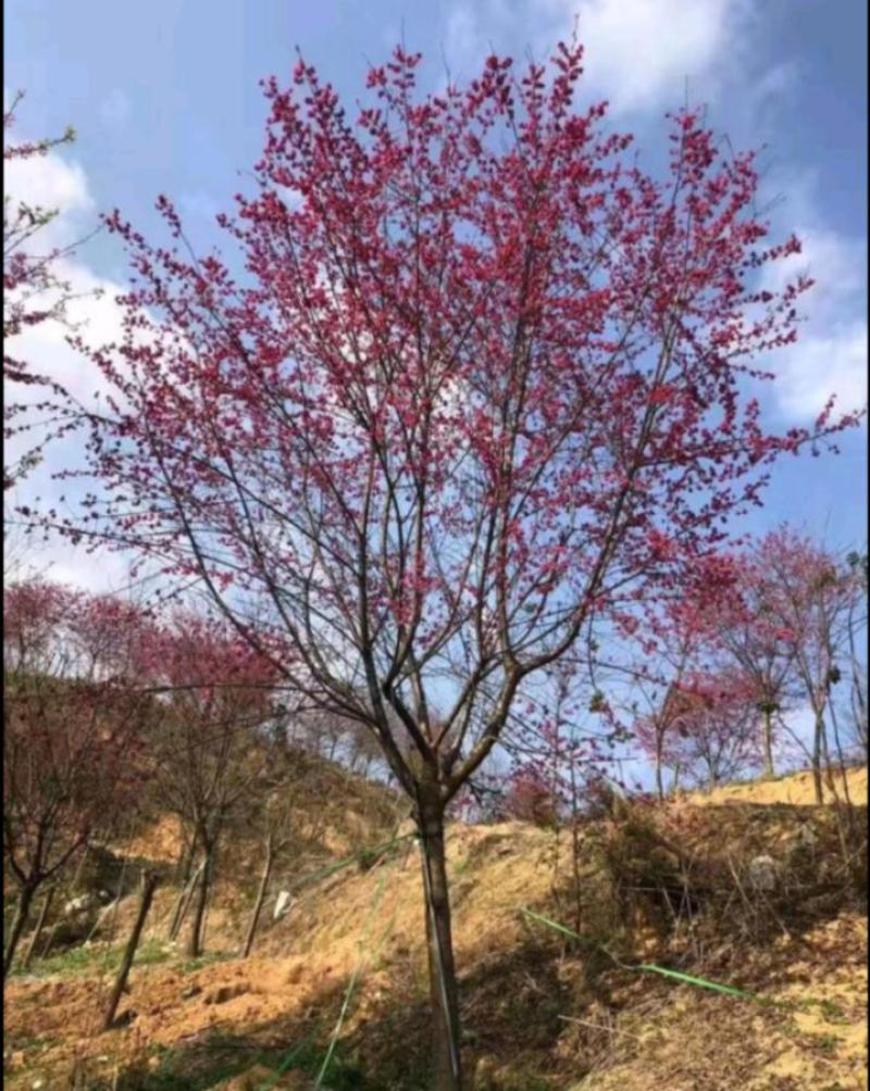 山樱花