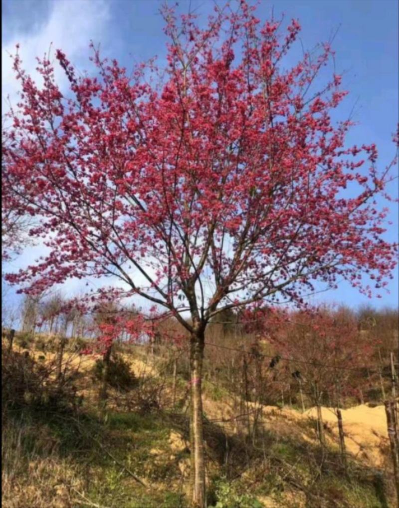 山樱花