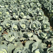 扁包菜甘蓝大量上市产地发货量大从优欢迎来电咨询
