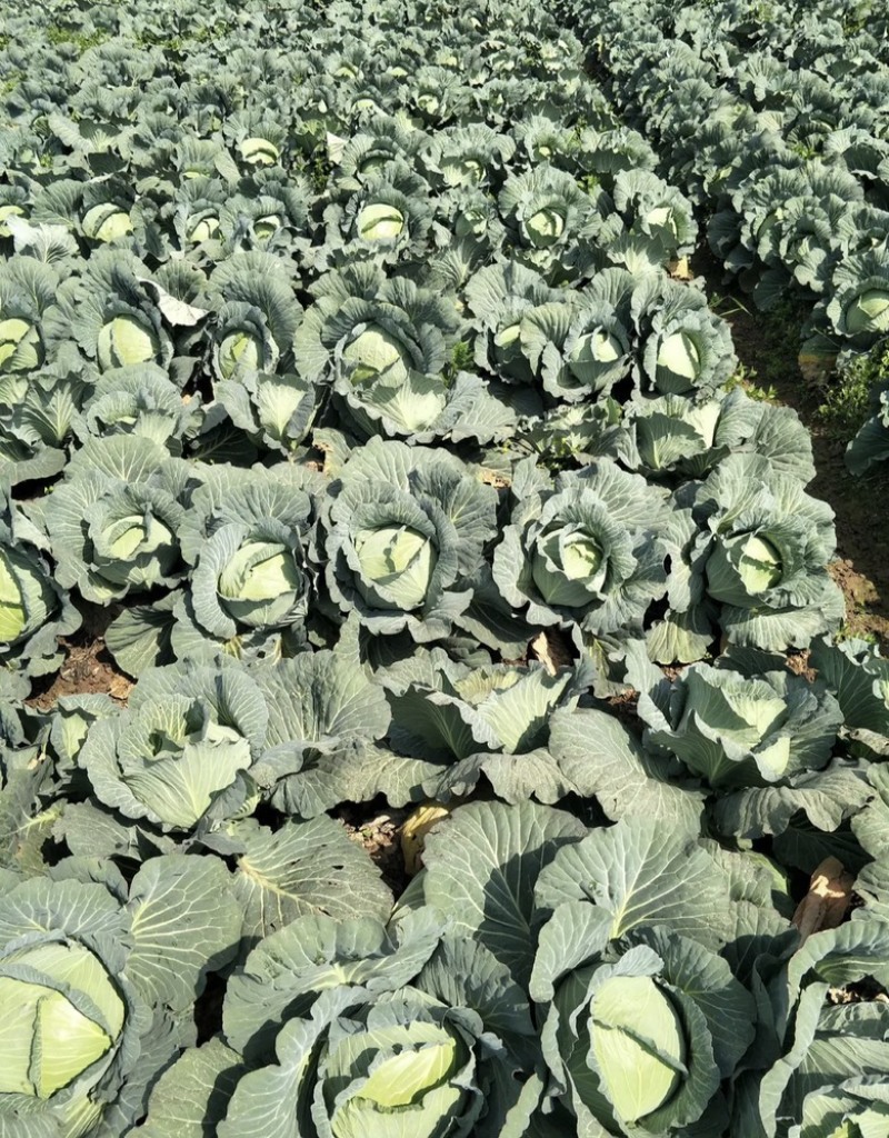 扁包菜甘蓝大量上市产地发货量大从优欢迎来电咨询