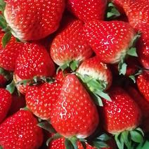 中药草莓园章姬，红颜，口感十足，草莓，草莓