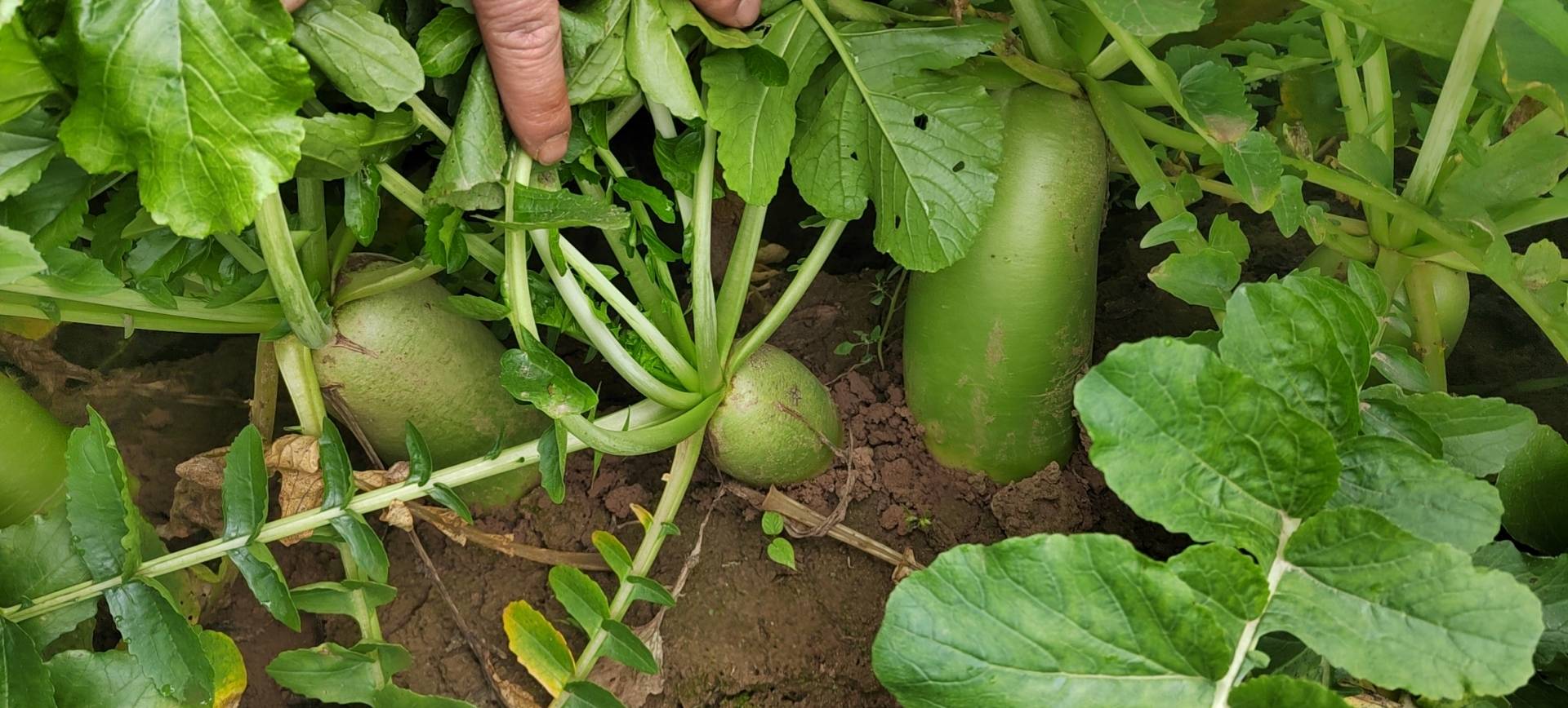 青萝卜在田野中生长的画面,绿叶丛中可见新鲜的青萝卜露出土面 青萝卜田间生长实景