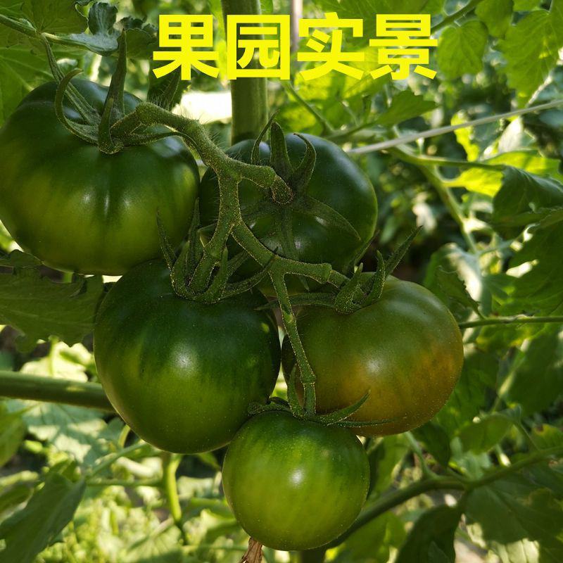 草莓番茄种子西红柿种子铁皮柿子东北碱地西红柿种子番茄种子