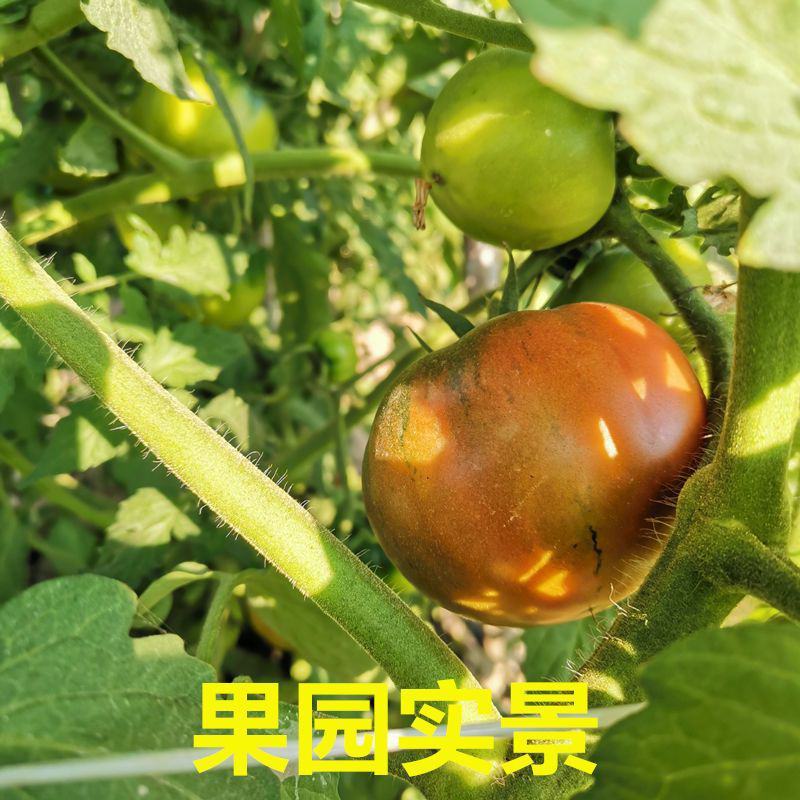 草莓番茄种子西红柿种子铁皮柿子东北碱地西红柿种子番茄种子