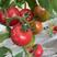 草莓番茄种子西红柿种子铁皮柿子东北碱地西红柿种子番茄种子