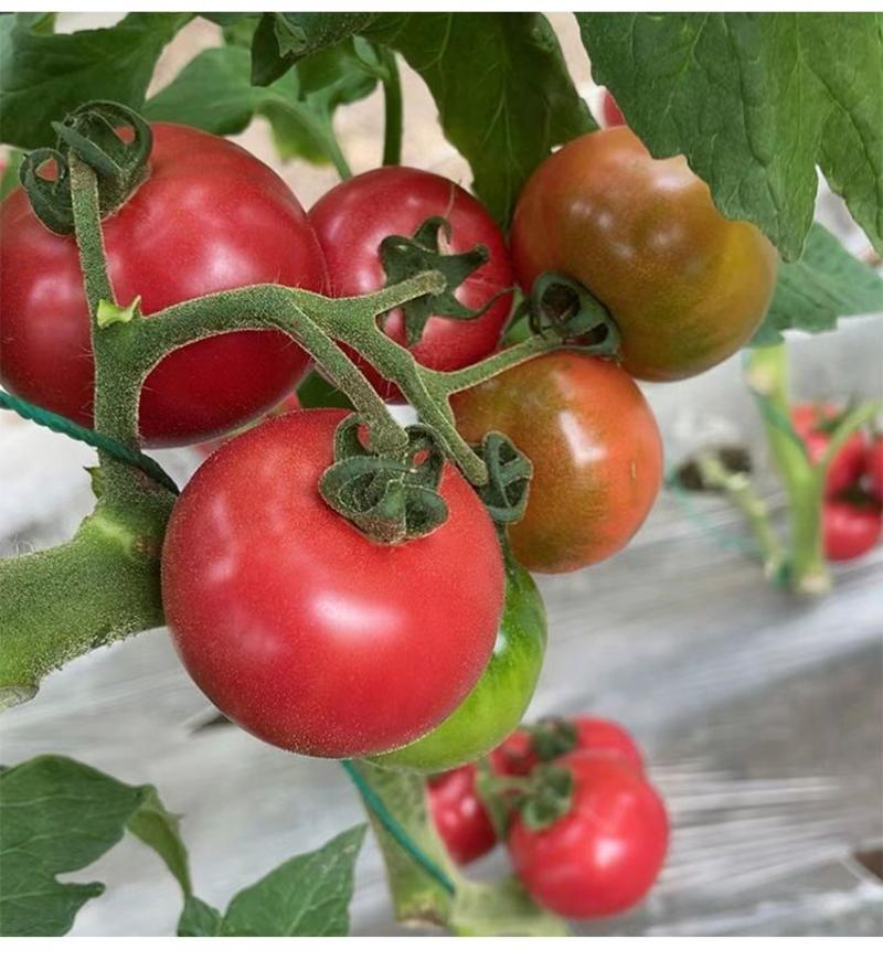 草莓番茄种子西红柿种子铁皮柿子东北碱地西红柿种子番茄种子
