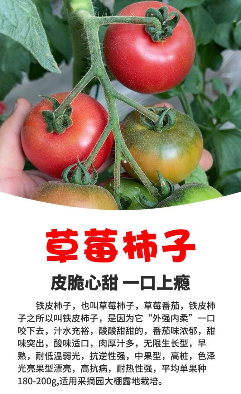 草莓番茄种子西红柿种子铁皮柿子东北碱地西红柿种子番茄种子