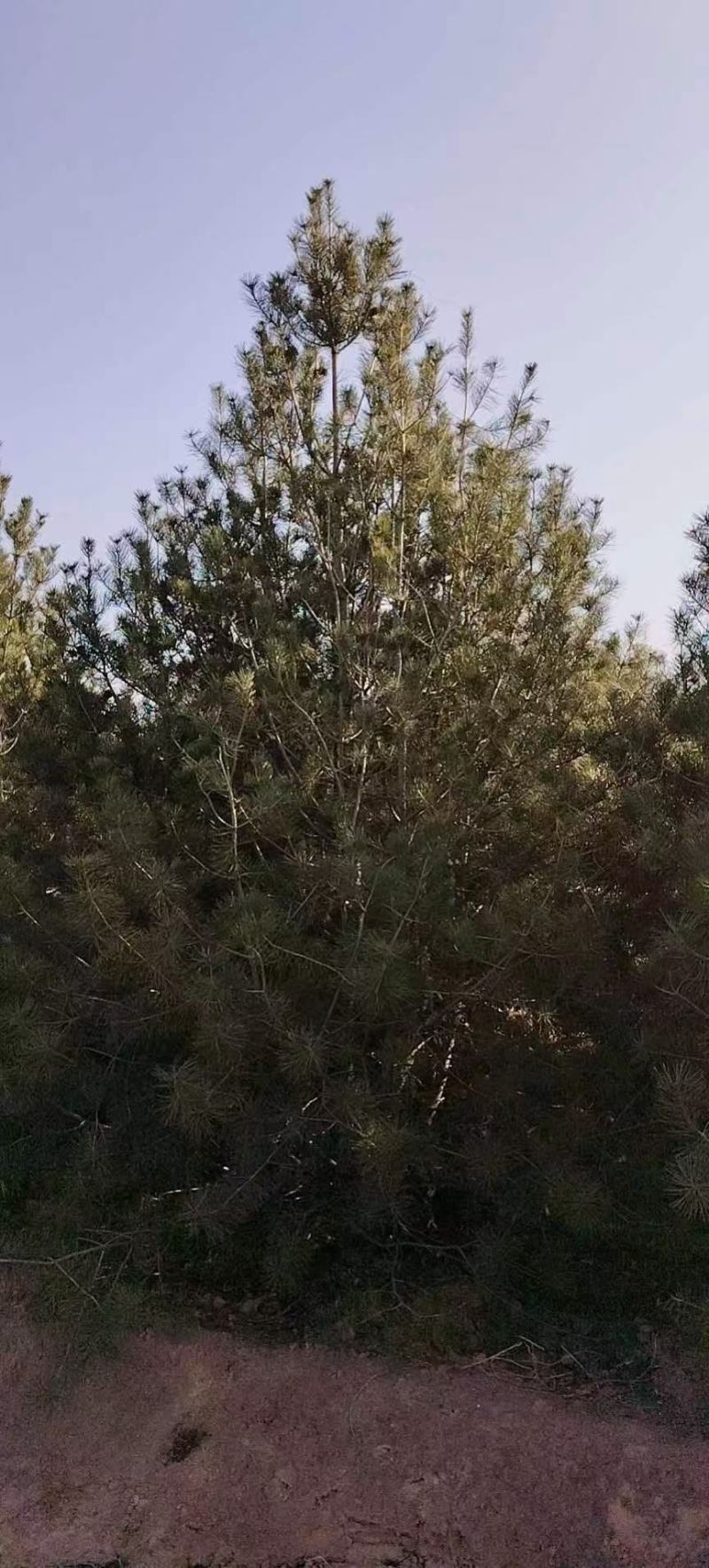 5米白皮松