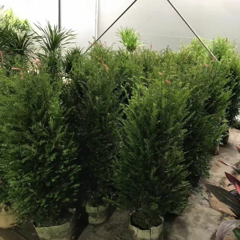 红豆杉，本苗圃大量出售各规格品种，欢迎大家前来选购