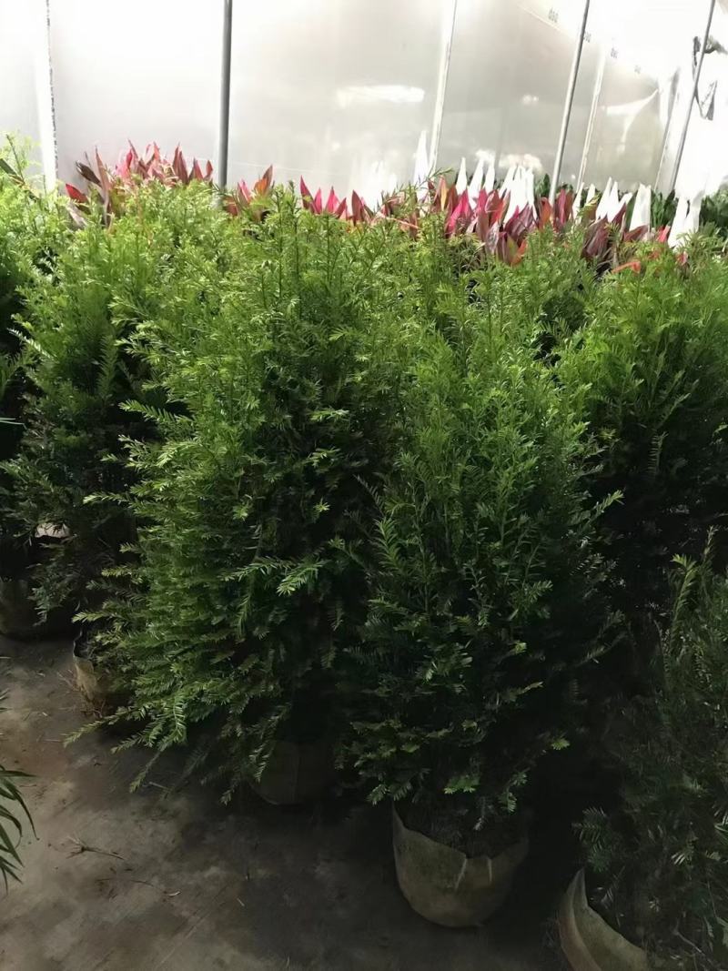 红豆杉，本苗圃大量出售各规格品种，欢迎大家前来选购