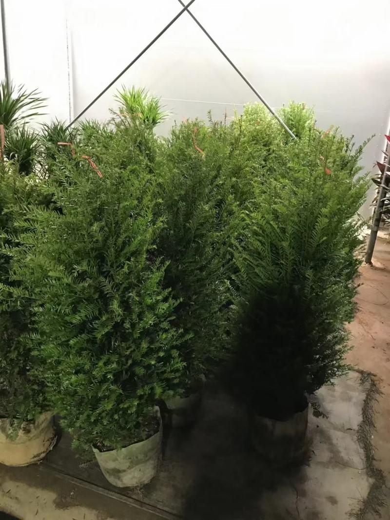 红豆杉，本苗圃大量出售各规格品种，欢迎大家前来选购