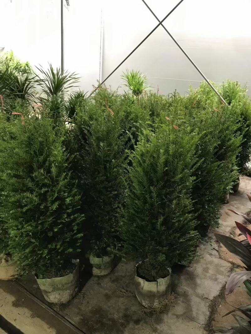 红豆杉，本苗圃大量出售各规格品种，欢迎大家前来选购