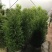 红豆杉，本苗圃大量出售各规格品种，欢迎大家前来选购