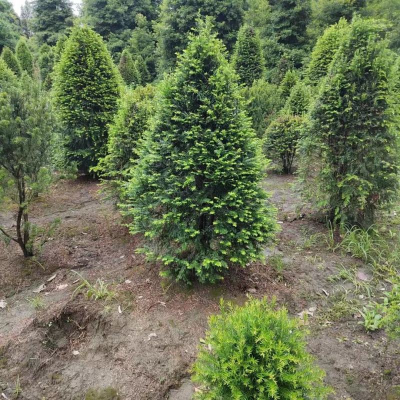 红豆杉，本苗圃大量出售各规格品种，欢迎大家前来选购