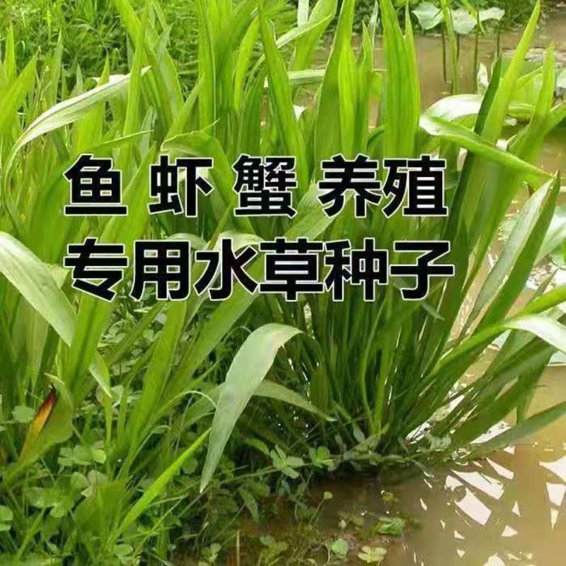 小米草种籽水草喂鱼草植物种子耐高温龙虾养殖专用草四季水淹