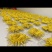 黄山金丝皇菊礼盒