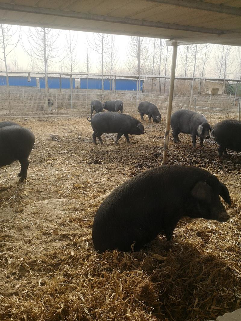 河北省保定市曲阳县露天散养生态黑猪肉纯散养不喂任何饲料