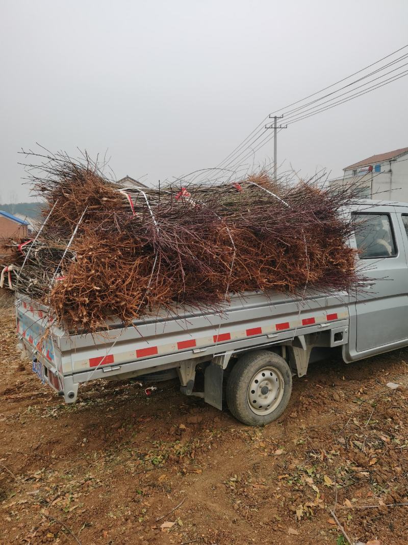 湖北省枣阳市苗圃基地直供优质品种油蟠桃树苗