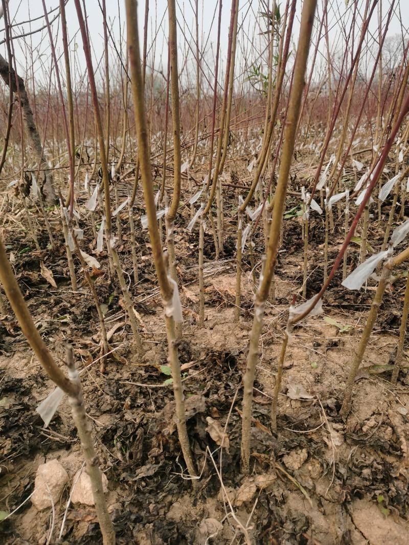 苗圃基地直发品种桃树苗，黄桃系列，水蜜桃系列