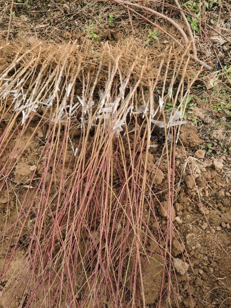 苗圃基地直发品种桃树苗，黄桃系列，水蜜桃系列