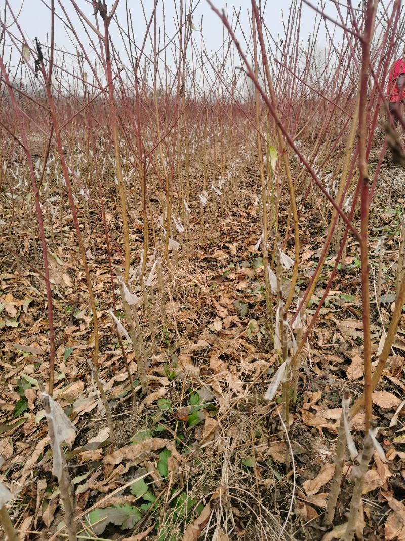 苗圃基地直发品种桃树苗，黄桃系列，水蜜桃系列