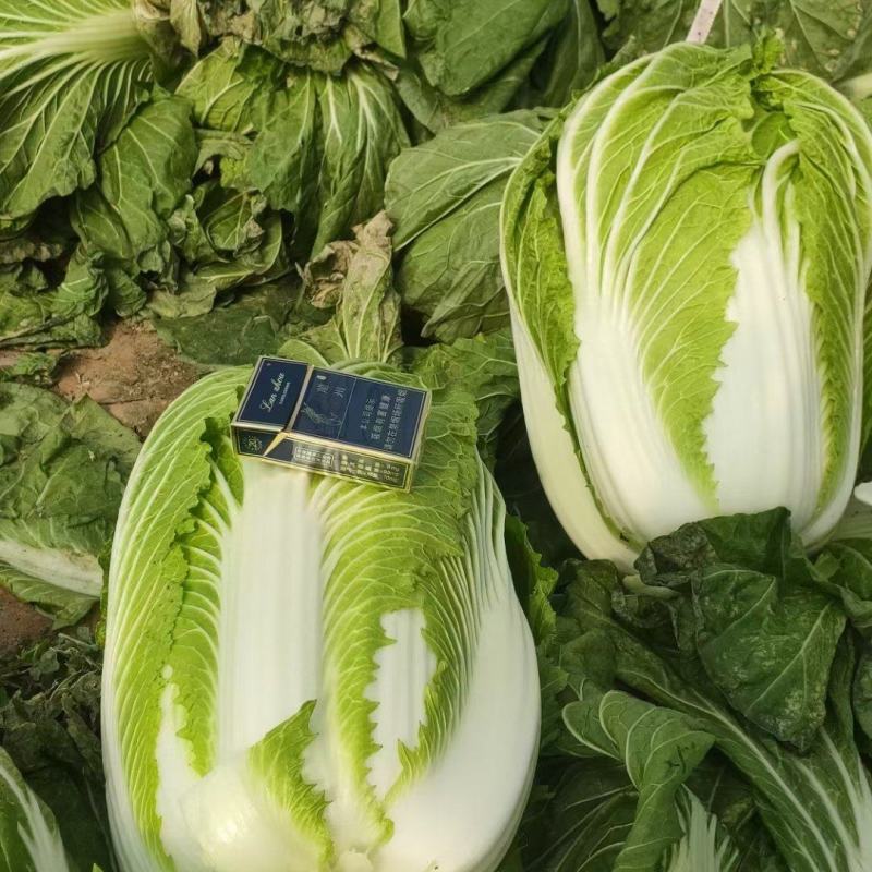 甘肅武山馬力精品大白菜上市