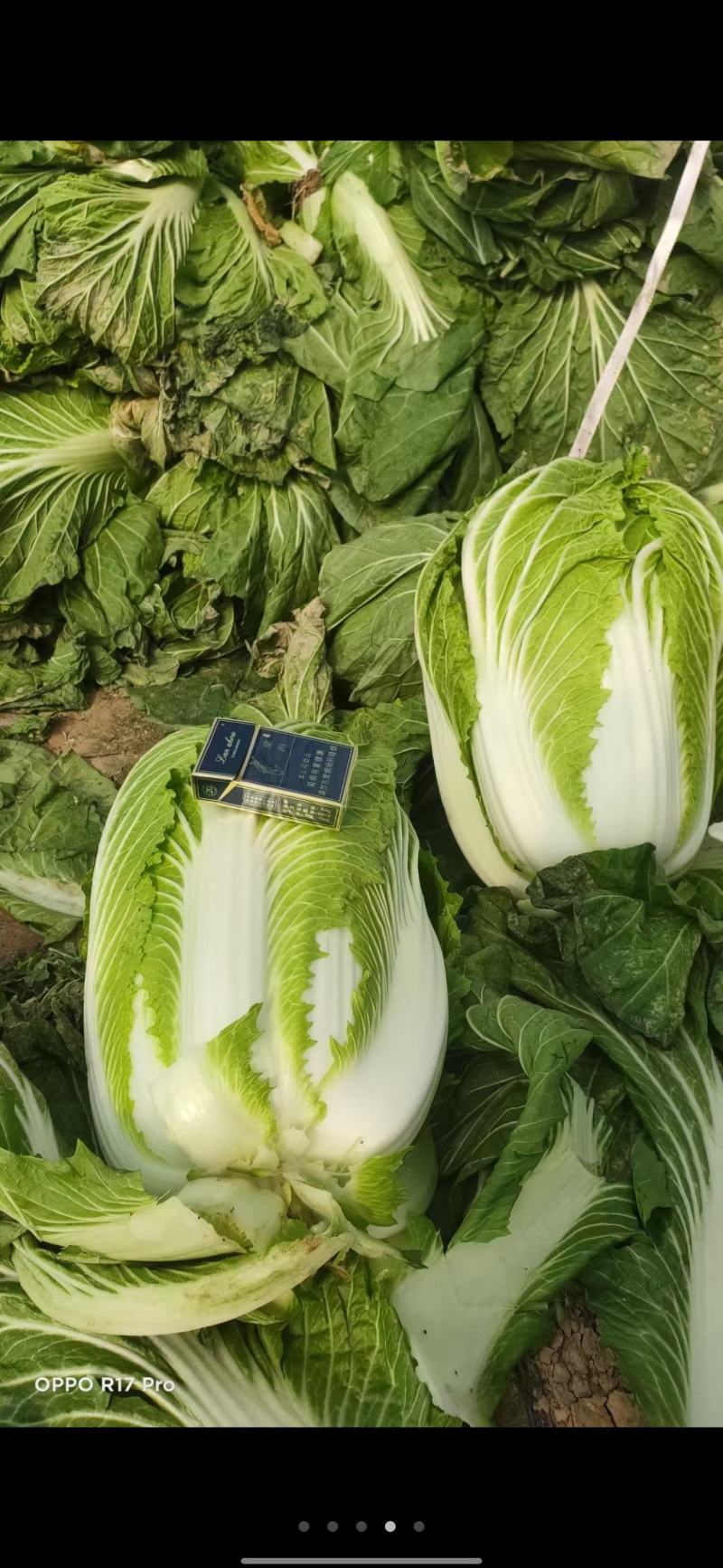 甘肅武山馬力精品大白菜上市