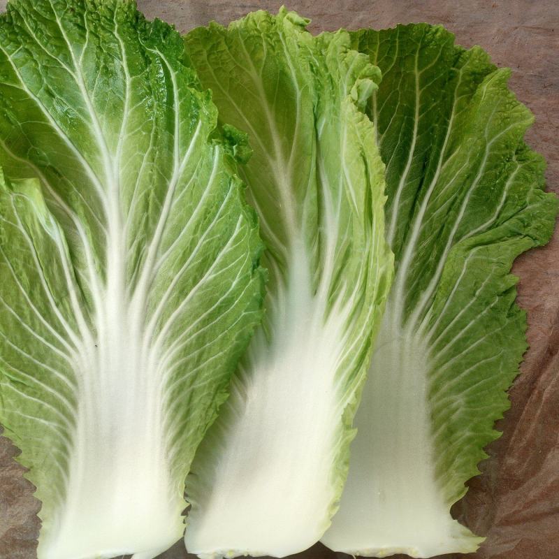 甘肅武山馬力精品大白菜上市