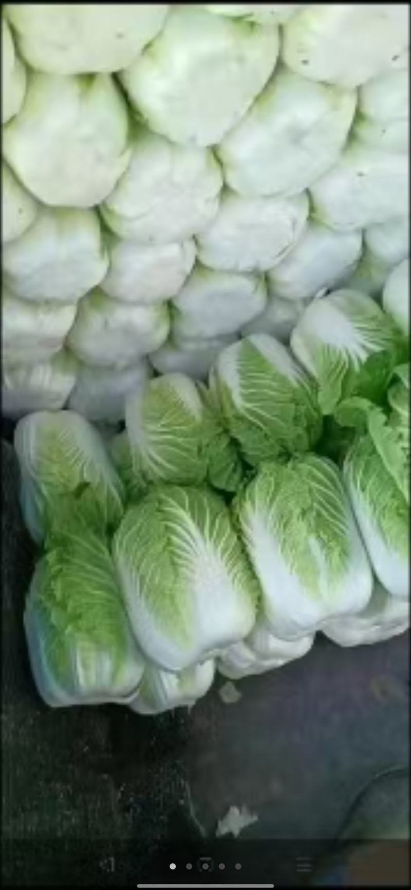甘肅武山馬力精品大白菜上市