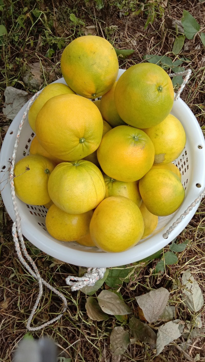葡萄柚