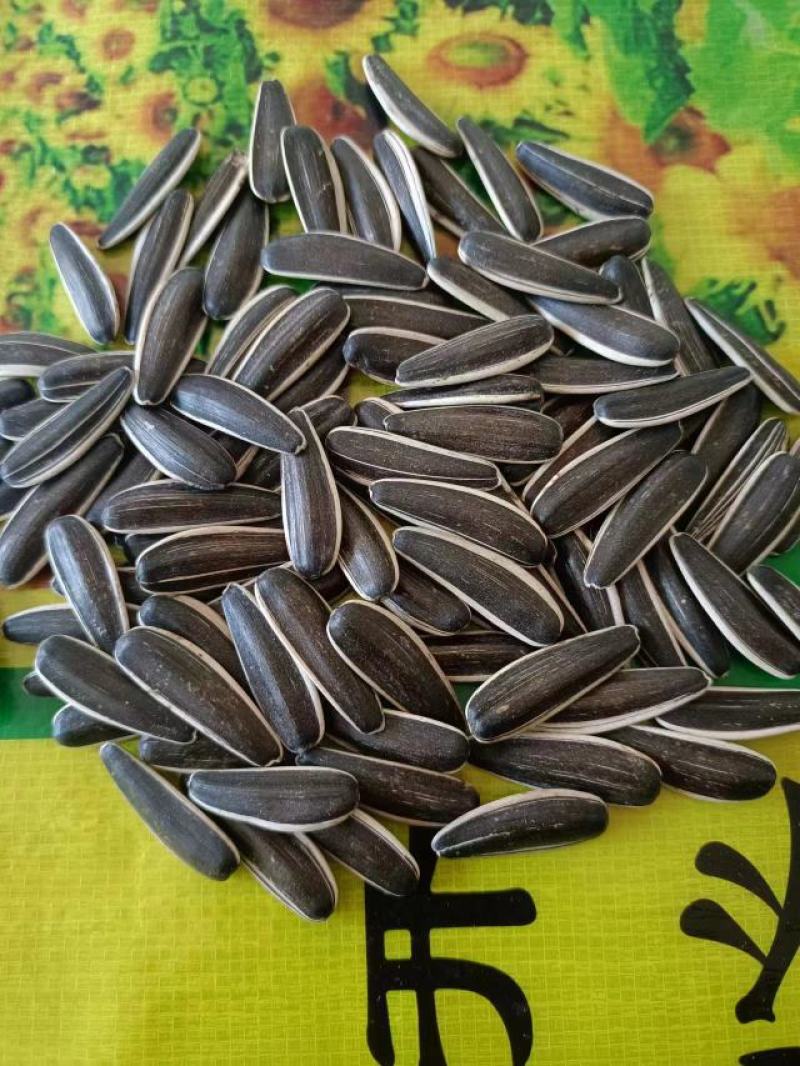 谷丰90千粒255，生货皮毛40吨