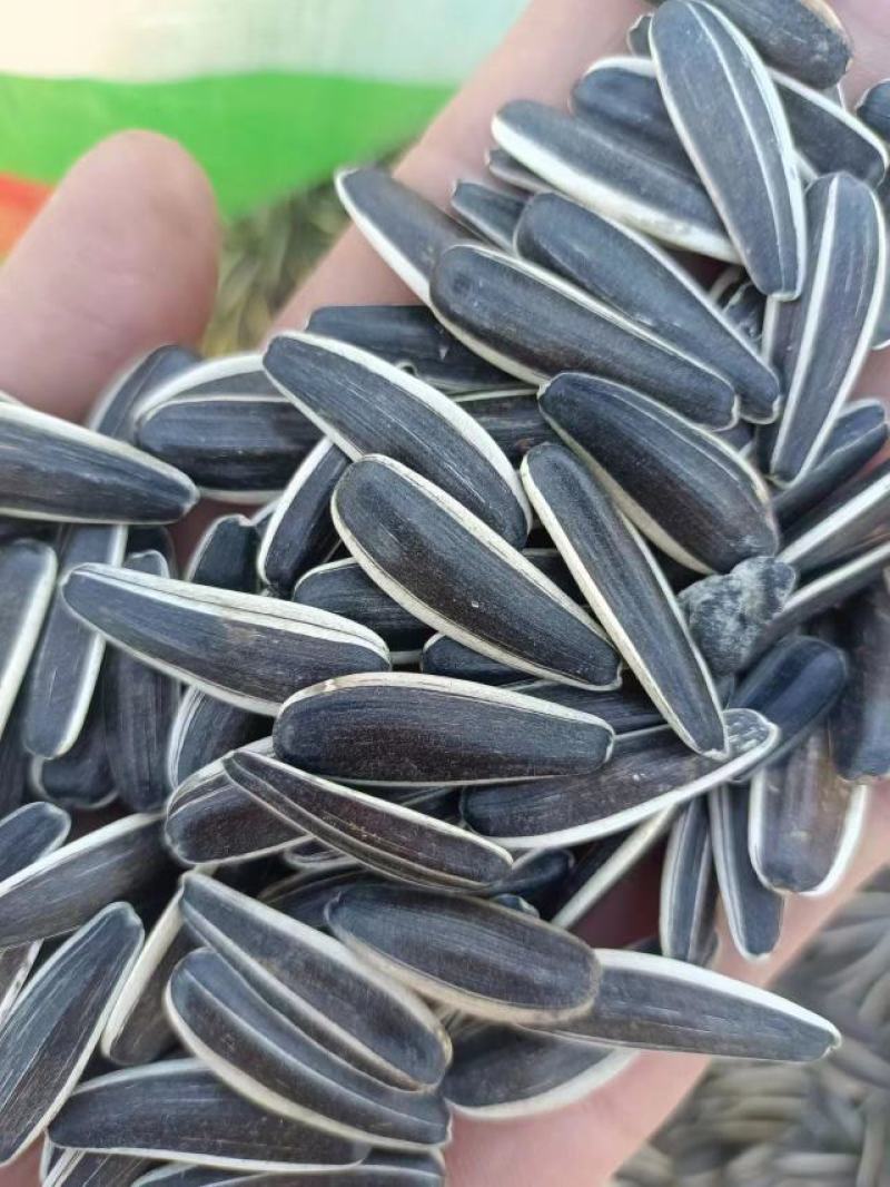 谷丰90千粒255，生货皮毛40吨