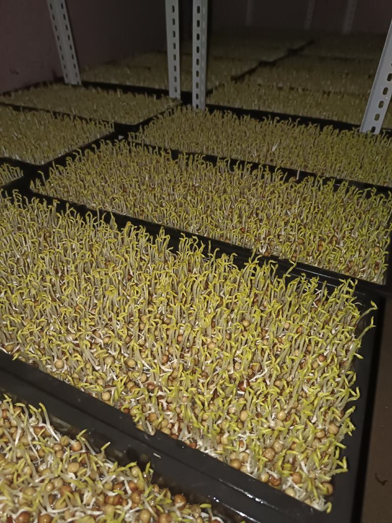 新鲜芽菜豌豆苗