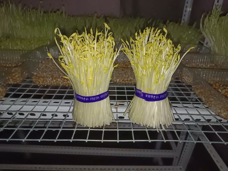 新鲜芽菜豌豆苗