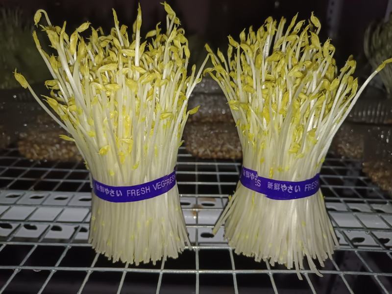 新鲜芽菜豌豆苗