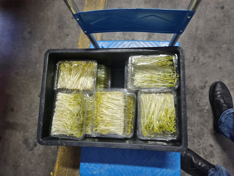 新鲜芽菜豌豆苗