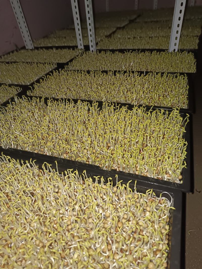 新鲜芽菜豌豆苗