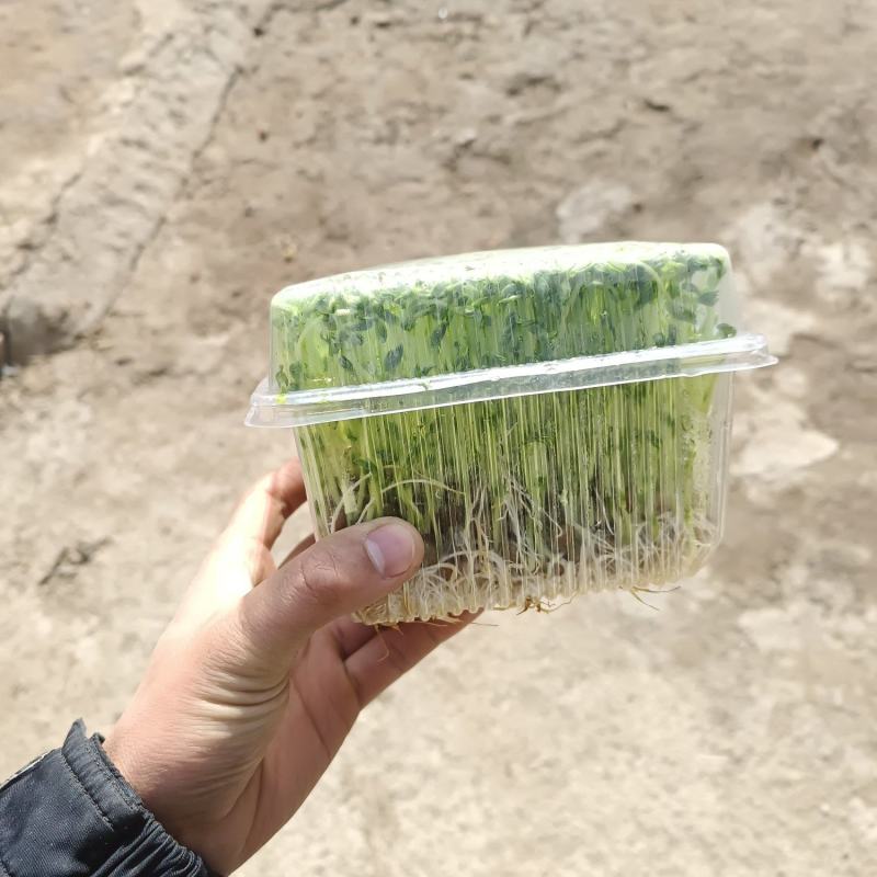 新鲜芽菜豌豆苗