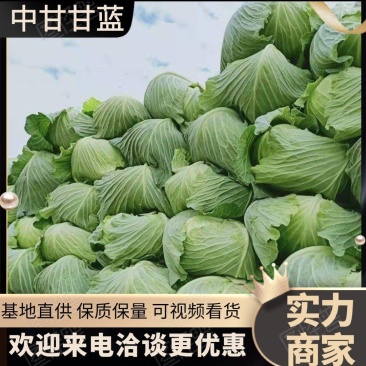 【中甘甘蓝】西昌产区大量上市欢迎全国客户前来订购