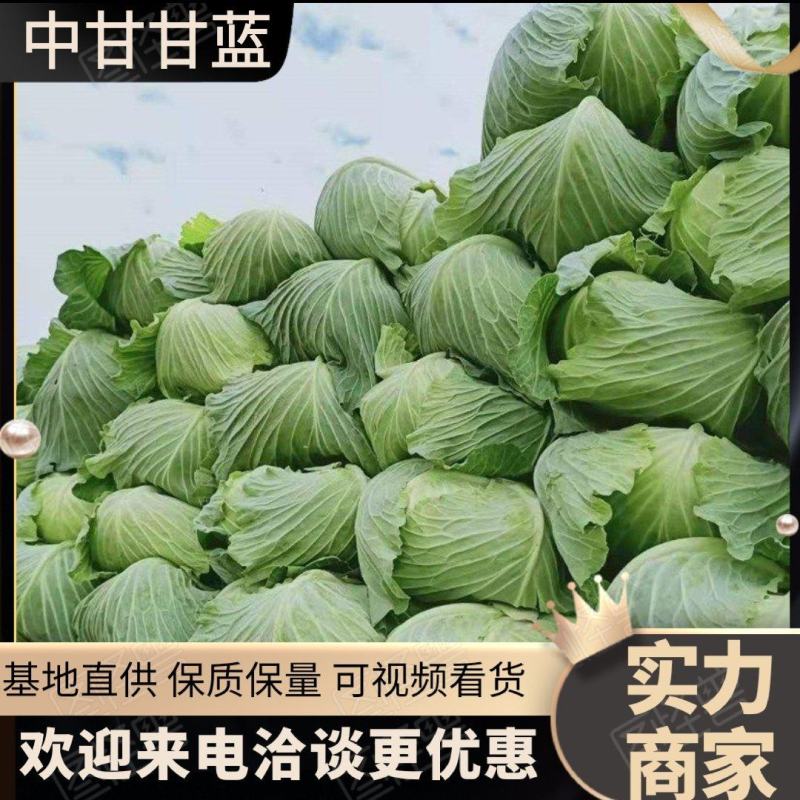 【中甘甘蓝】西昌产区大量上市欢迎全国客户前来订购
