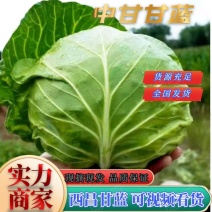 优质中甘甘蓝基地发货质优价廉欢迎全国客商前来咨询