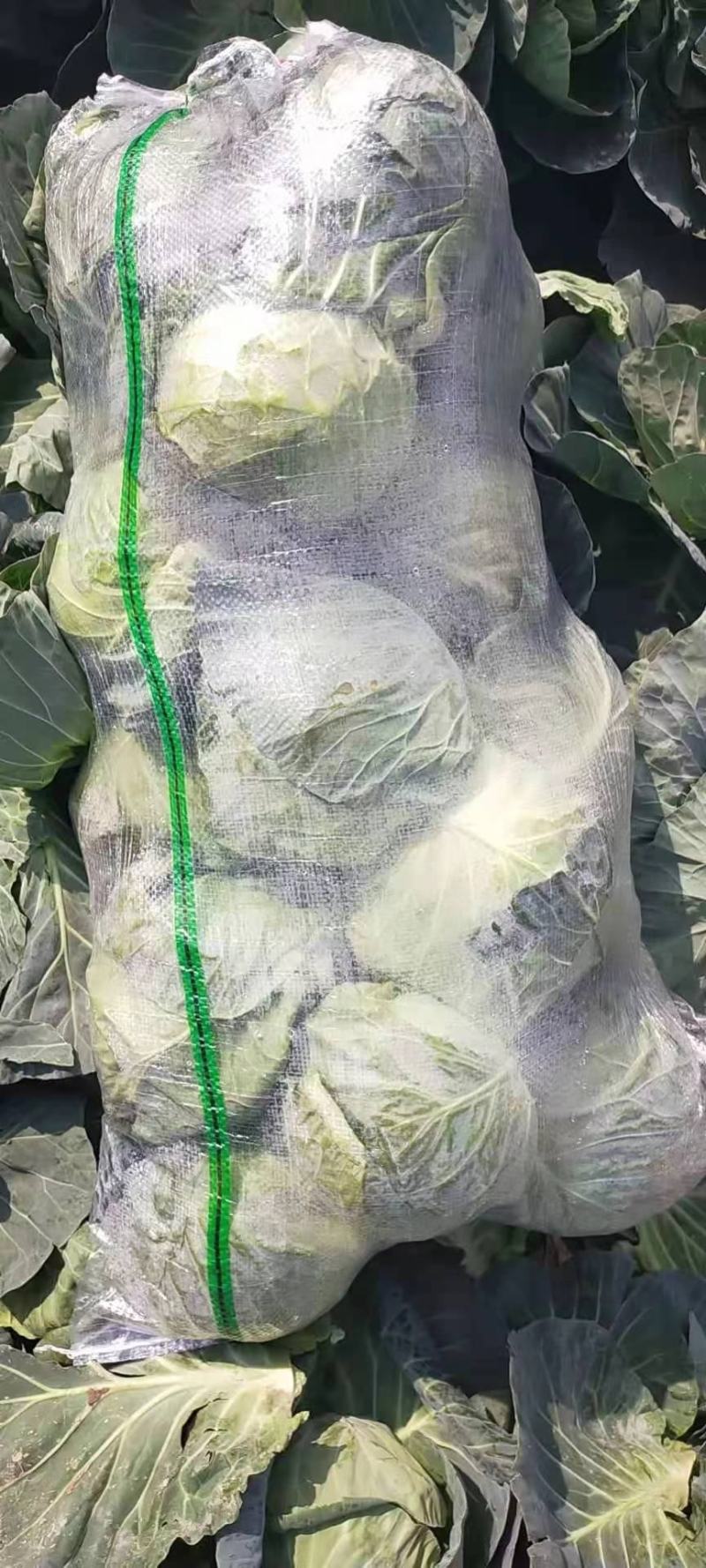 【精品甘蓝】中甘系列已经上市，品质保障欢迎全国客户前来订