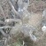 供应精品老桩映山红