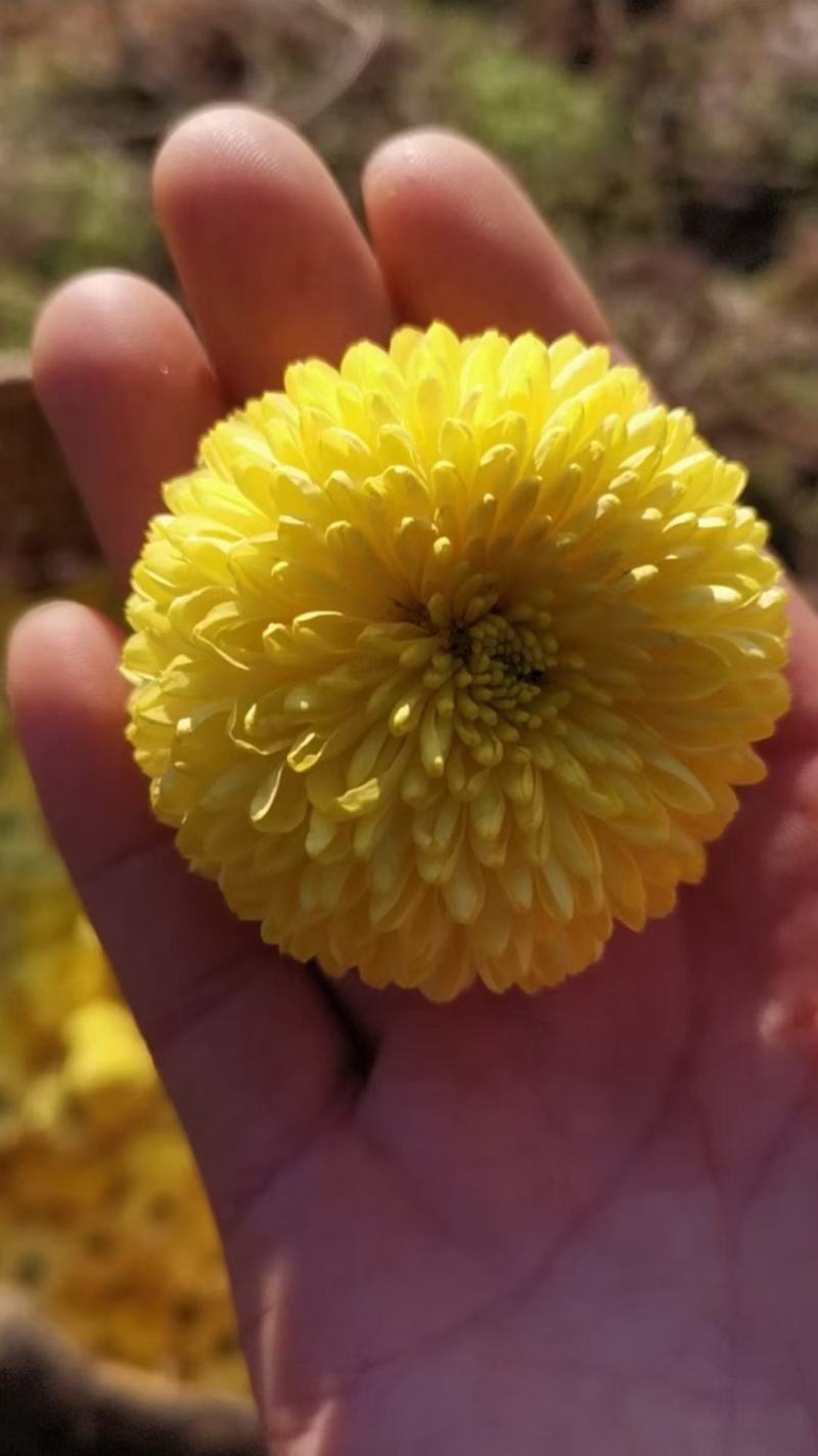 罐装精品贡菊花，皇菊花！（品质可靠，货真价实）
