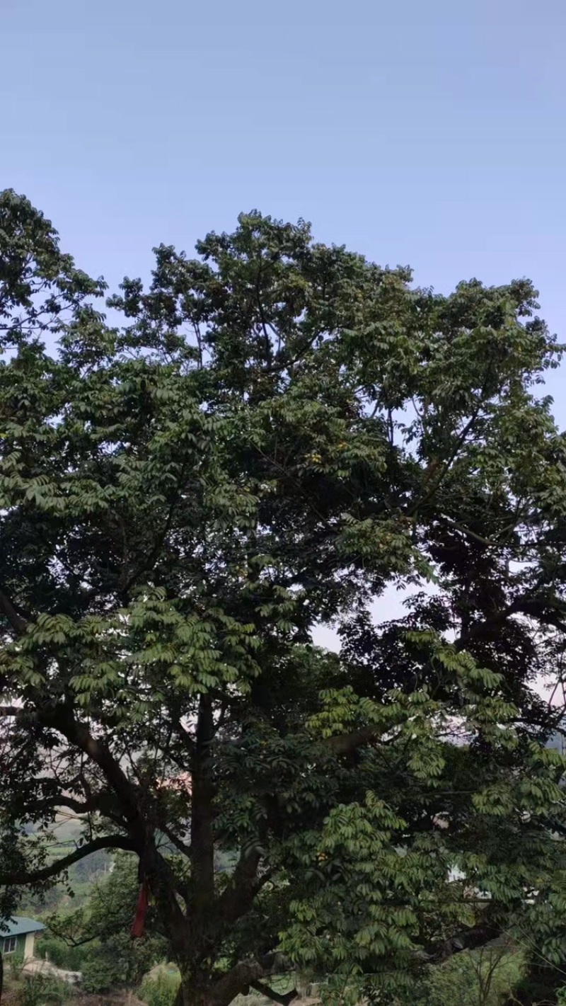 全国网红**橄榄合作社产地产地直接对接